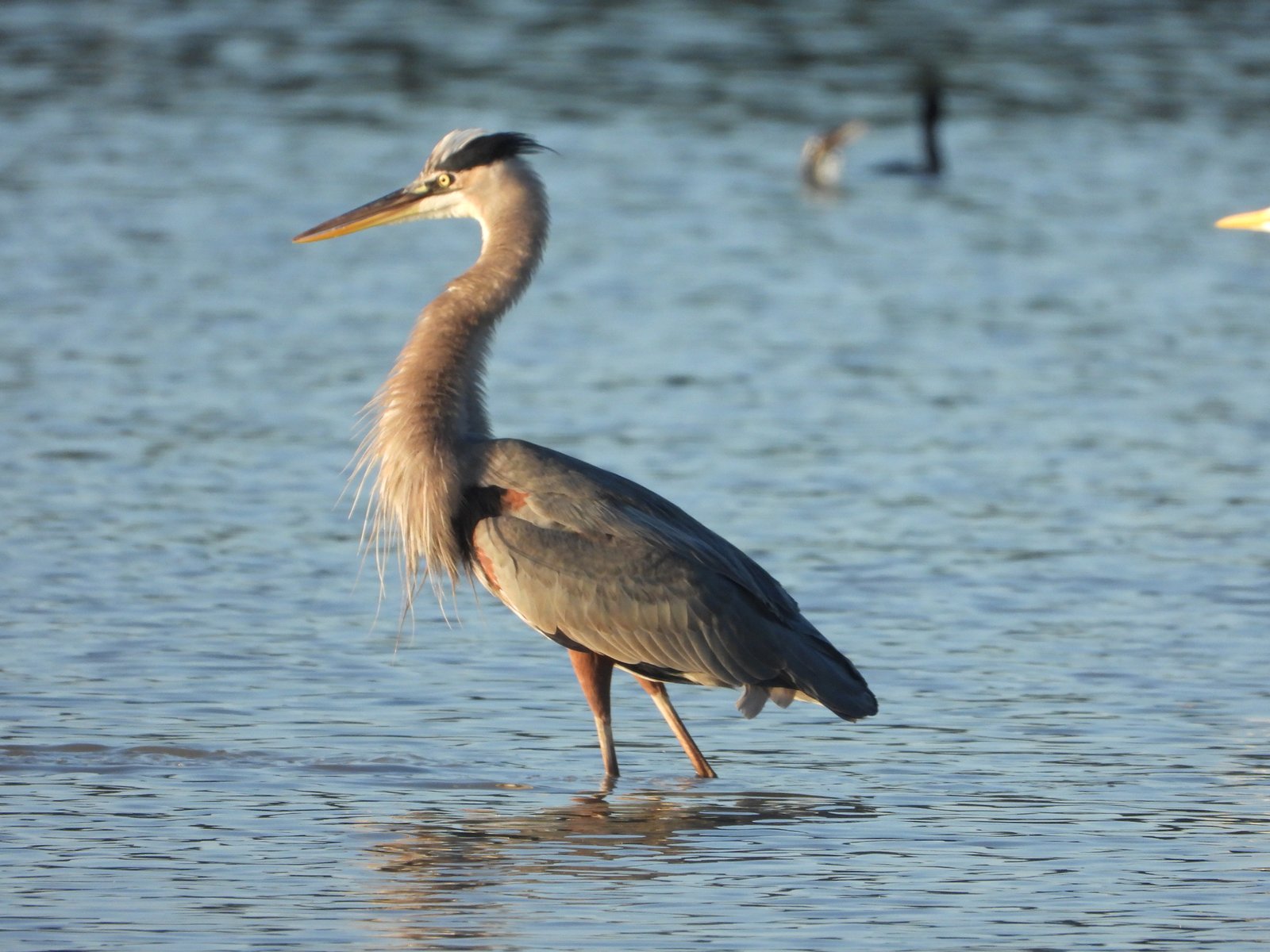 Imagen secundaria 2 de Observación de aves