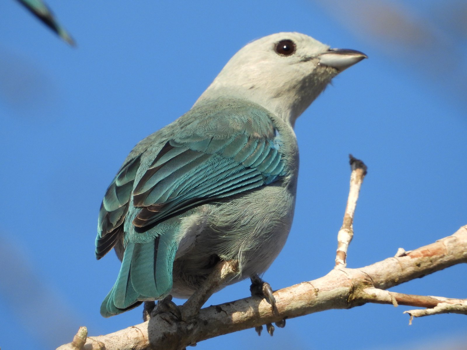 Imagen secundaria 3 de Observación de aves