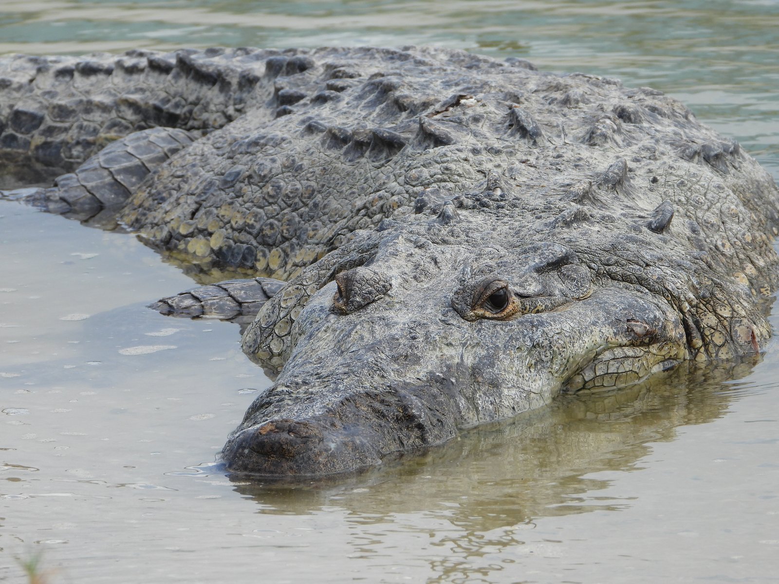 Imagen de Safari Nocturno: Observación de Cocodrilos en Manglar