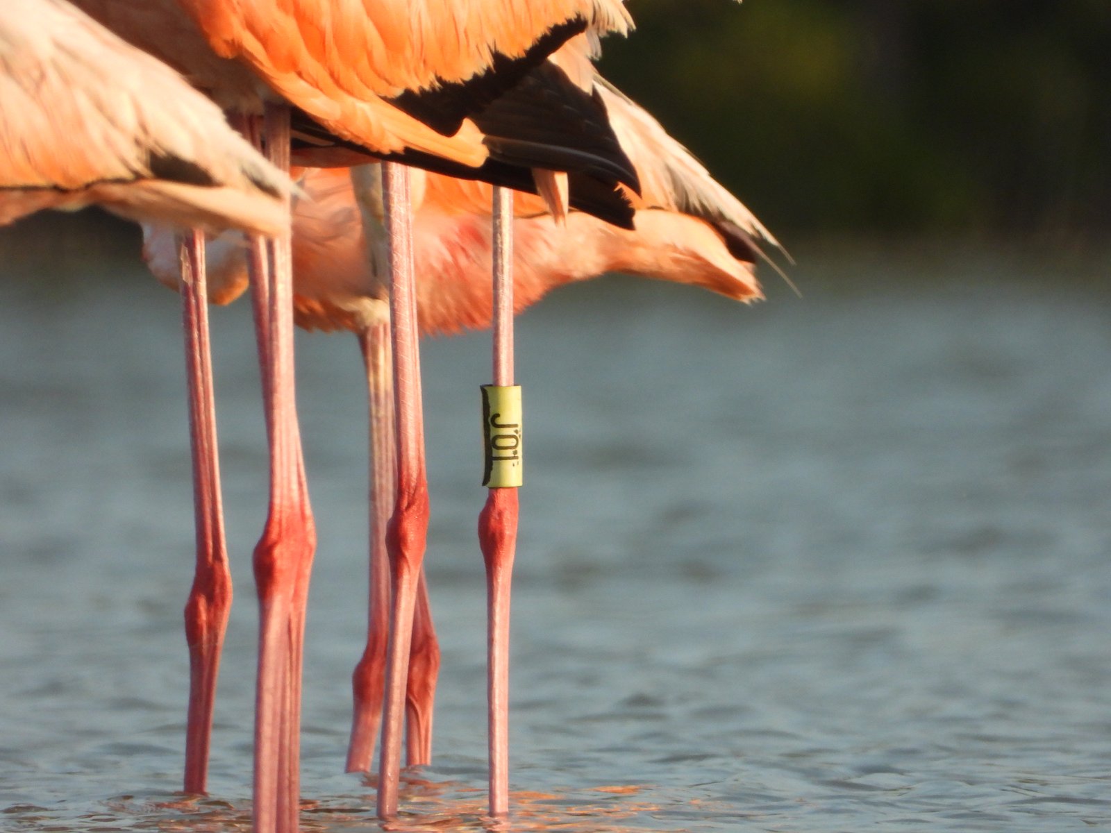Imagen secundaria 1 de Observación de Flamencos