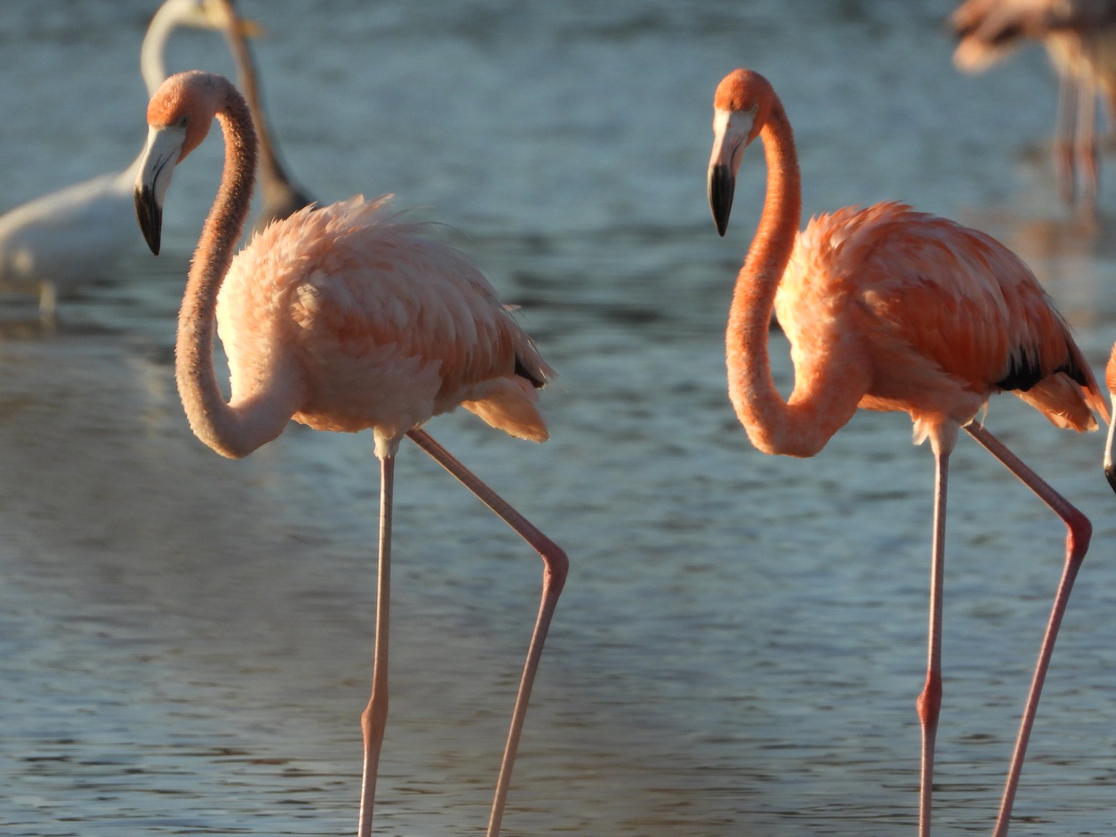 Imagen secundaria 2 de Observación de Flamencos
