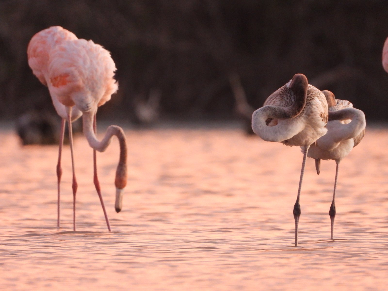Imagen secundaria 3 de Observación de Flamencos